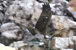 Osprey with White Bass