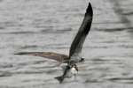 Osprey with White Bass