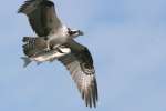 Osprey with White Bass