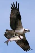 Osprey with White Bass