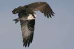 Osprey with White Bass