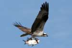 Osprey with White Bass