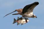 Osprey with White Bass