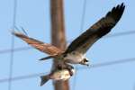 Osprey with White Bass