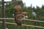 Osprey with White Bass