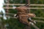 Osprey with White Bass