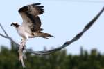 Osprey with White Bass