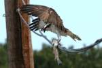 Osprey with White Bass