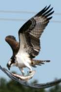 Osprey with White Bass