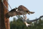 Osprey with White Bass