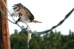 Osprey with White Bass