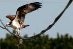 Osprey with White Bass