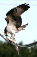 Osprey with White Bass