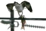 Osprey with White Bass