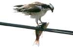 Osprey with White Bass