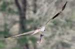 Osprey with White Bass