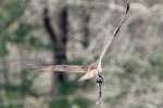 Osprey with White Bass