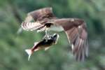 Osprey with White Bass