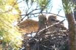 Great Horned Owl