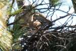 Great Horned Owl