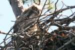 Great Horned Owl