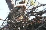 Great Horned Owl