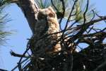 Great Horned Owl