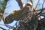 Great Horned Owl