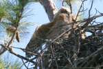 Great Horned Owl