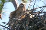 Great Horned Owl