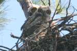 Great Horned Owl