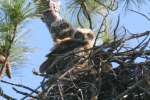 Great Horned Owl