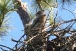 Great Horned Owl