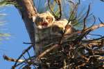 Great Horned Owl