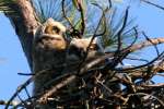 Great Horned Owl