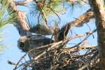 Great Horned Owl