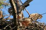 Great Horned Owl