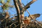 Great Horned Owl