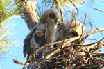 Great Horned Owl