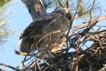 Great Horned Owl