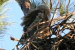 Great Horned Owl