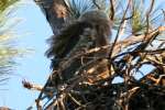 Great Horned Owl