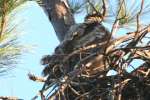 Great Horned Owl