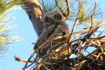 Great Horned Owl