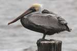 Brown Pelican