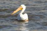 American White Pelicans