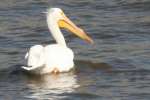 American White Pelicans