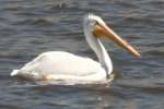 American White Pelicans