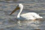 American White Pelicans