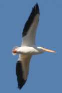 American White Pelicans